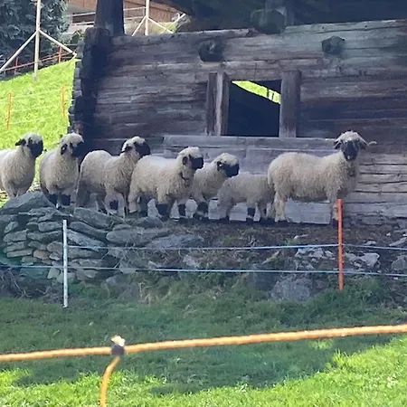 Alte Bock 2.0 Bed and Breakfast Grächen