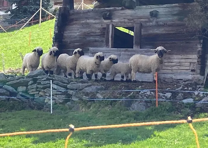 Alte Bock 2.0 Bed & Breakfast Grachen